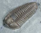 Top Quality Flexicalymene Retrorsa Trilobite #2292-3